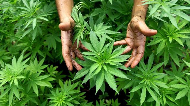 Miércoles. El Consejo de Ministros aprobó la presentación de un proyecto de ley para la legalización del uso medicinal de la marihuana y sus derivados, los que podrían ser utilizados para el tratamiento de algunas enfermedades graves y terminales (foto: U