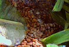 Perú y Brasil impulsarán investigaciones para mejorar la calidad del cacao