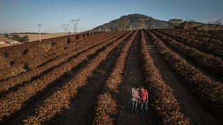 Clima puede reducir producción de azúcar y café en 50% para el 2099