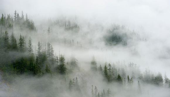 El estudio halló que eso crea un desequilibrio ecológico que impide que los bosques almacenen dióxido de carbono. (Bloomberg)