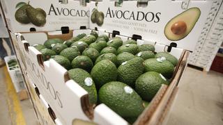 Europa celebra Mes Mundial de la Palta, su superfood favorito