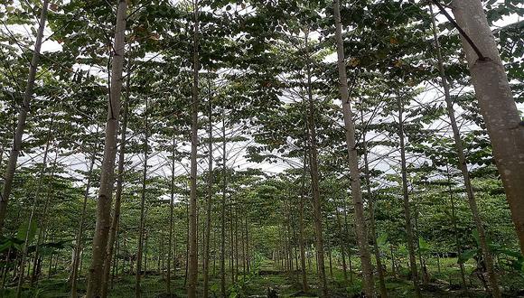 En "La Nueva Empresa" se tratará el caso del Proyecto Verde, que busca ofrecer oportunidades de desarrollo en la selva peruana a raíz de la reforestación y conservación de sus bosques. (Foto: Archivo GEC)