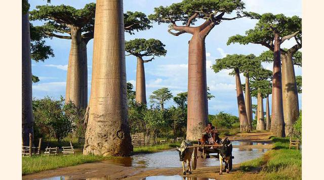 FOTO 5 | Baobabs en Madagascar.