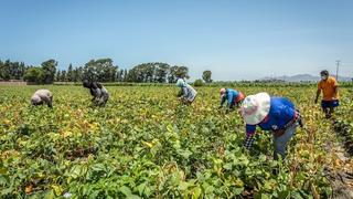 Midagri aprobó programa de financiamiento de hasta S/ 40,000 para pequeños productores