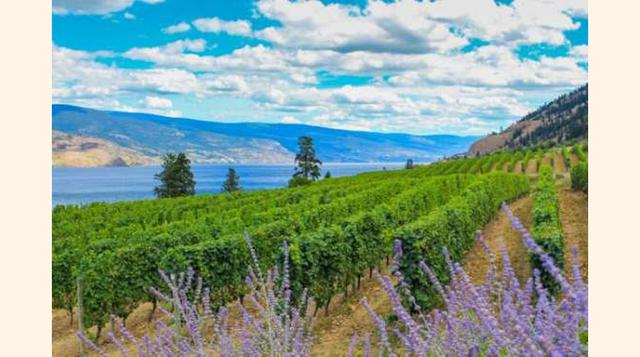 VALLE DE OKANAGAN, CANADÁ. Esta región es una de las productoras de vino más importantes de Canadá. Su contraste de colinas y lagos es una maravilla.