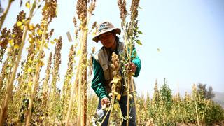Fomentarán el cultivo de quinua en la costa para sustituir cultivos que necesitan mucha agua