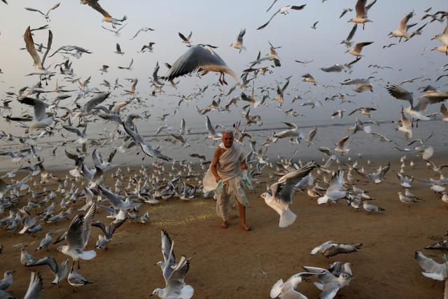 Un hombre alimenta gaviotas en una playa del mar Arábigo en Bombay. (Foto Reuters)