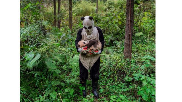 'Los pandas salvajes' – Ami Vitale (Estados Unidos de América), Profesional, Mundo Natural.