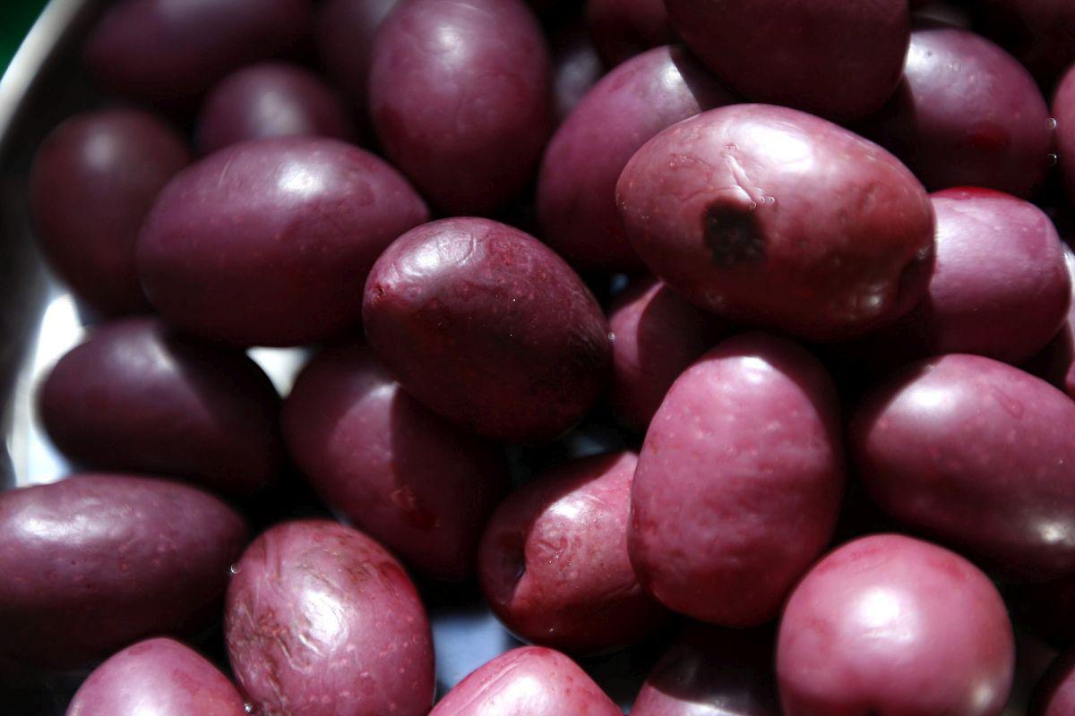 Olivos. Hay más de 178 hectáreas afectadas en el valle de Ilo. (Foto:GEC)