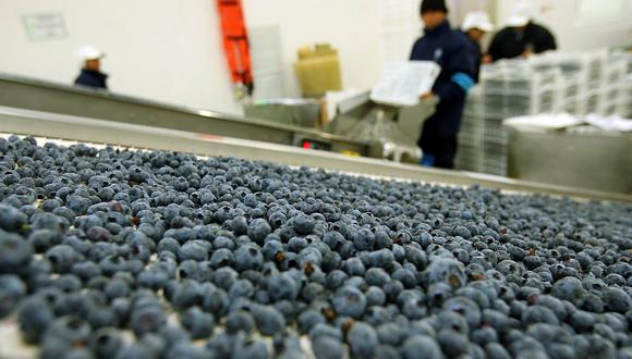 Precio de arándanos podría bajar, tras repunte de producción de las agrícolas, advirtió Agrícola Santa Azul. (Foto: GEC)