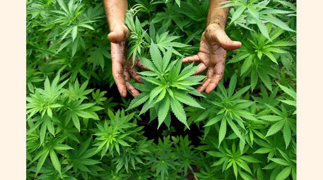 La marihuana es la droga más consumida seguida de la pasta básica y el clorhidrato de cocaína en distantes segundo y tercer lugar. (Foto: USI)