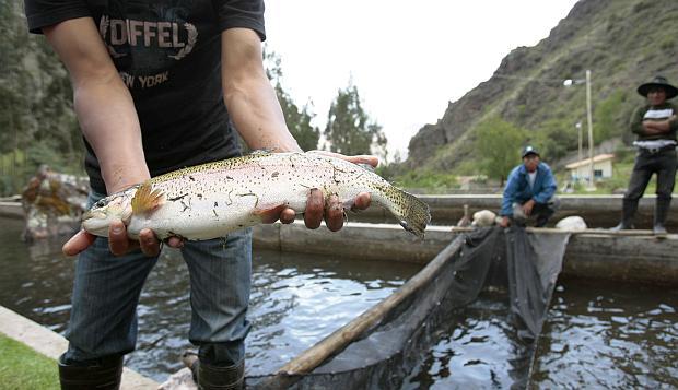 La cosecha acuícola alcanzó 103,600 toneladas en el 2018, una cifra que reflejó un aumento de 3.1% respecto al año anterior. (Foto: GEC)