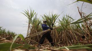 Sector agrícola crecerá por lo menos 5% a pesar de amenazas climáticas