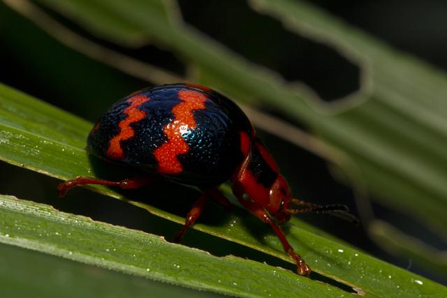 FOTO 15 | Parque Nacional del Manu