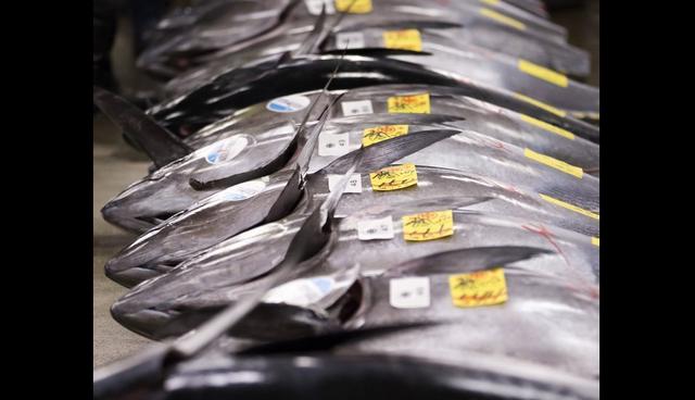 FOTO 6 | Pescados. Son una fuente abundante en fósforo. Un mineral que consigue reforzar el cerebro, concretamente fortaleciendo la memoria. El pescado azul tiene un alto contenido en omega 3, son beneficios para tu cerebro y en general para tu salud.