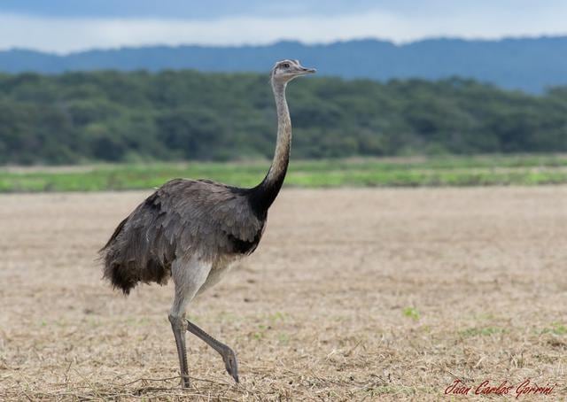 Puede llegar a medir hasta 1.5 metros de altura y pesar hasta 30 kilogramos. (Foto:Blogspot)