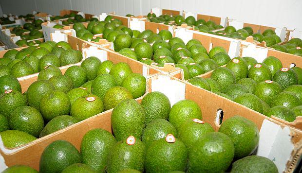 Los envíos de palta crecieron 30%. (Foto: GEC)