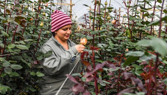 El sector floricultor colombiano ocupa un poco más de 8,000 hectáreas para abastecer a cerca de 100 países. (Imagen referencial: AFP).