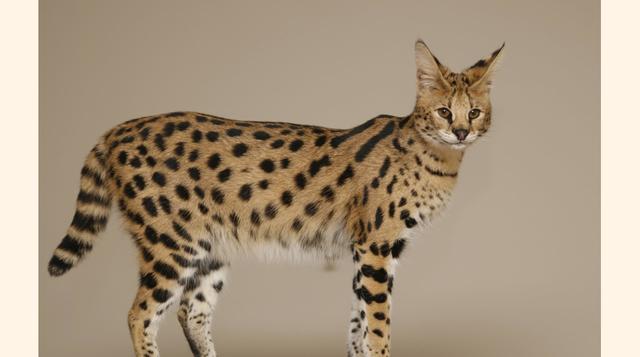Savannah. Esta raza apareció gracias al cruce entre un serval africano y un gato doméstico. El peso de un gato adulto puede llegar a los 15 kg, mientras que su altura es de 60 cm. Los gatos Savannah son famosos por su alta inteligencia, personalidad tranq