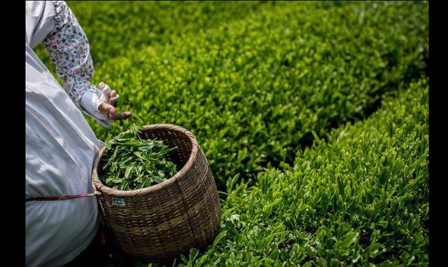 Fotos 7 | Té verde. Es un antioxidante en toda regla que es bueno para prevenir enfermedades cerebrales y relacionadas con el corazón.