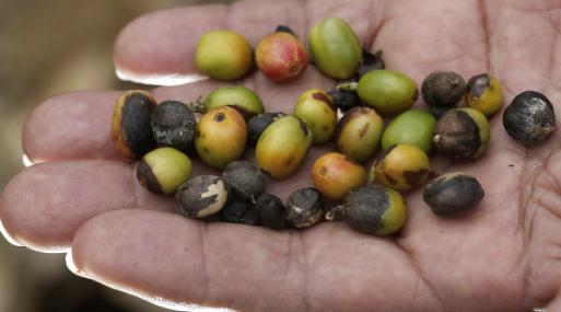 La violencia contra la mujer también perjudica la calidad del café peruano. (Foto: Reuters)