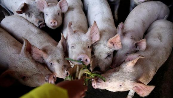 Se han identificado nuevas variantes de la peste porcina que han sido menos fáciles de detectar y más difíciles de controlar. (Reuters)