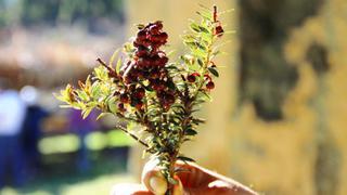 Buscan obtener variedades peruanas de arándanos a través de su domesticación