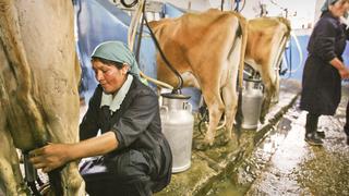 Disputa láctea: precio de la leche enfrenta a Gloria y los ganaderos