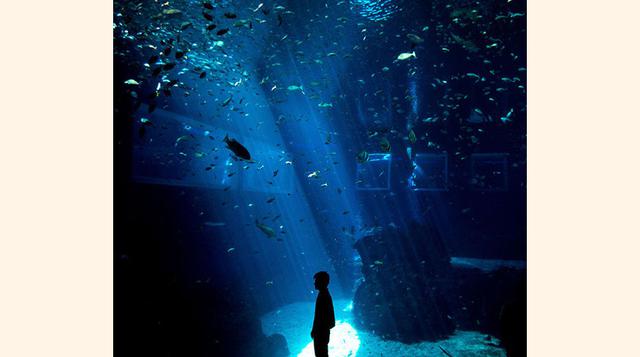 Resort World Sentosa. Es un resort en Singapur. En él se encuentran dos casinos y un parque temático de Estudios Universal, y el acuario más grande del mundo. El hotel costó US$ 4,930 millones. (Foto: Forbes)