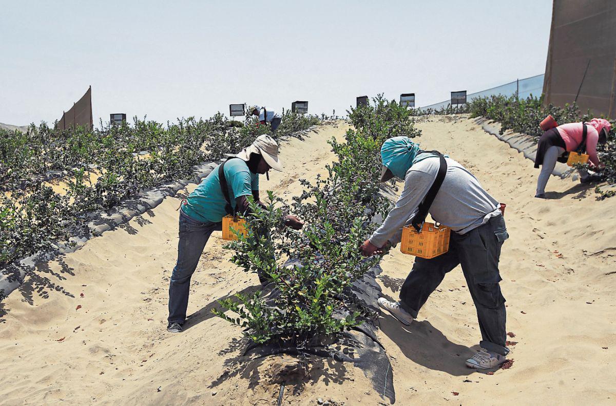 Reto. Buscan mantener y atraer personal para cultivo de arándano. (Foto: GEC)