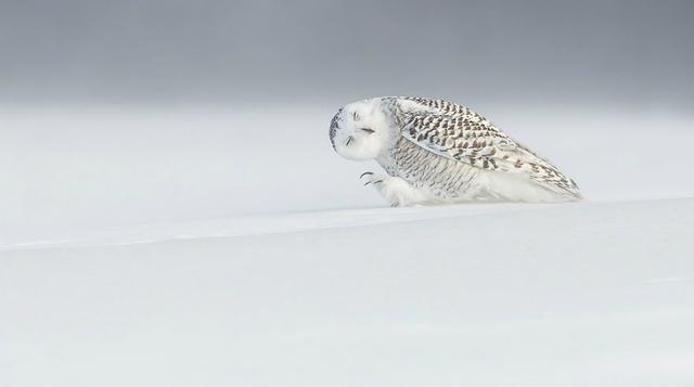 Against the Wind, Quebec, Canadá – Fotografía de Dominic Roy.