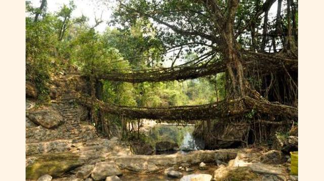 Puentes Hechos De Raíces De Árboles, La India. En lo más profundo del bosque tropical de Maghalaya encontramos estas maravillas, mitad hechas por el hombre, mitad por la Madre Naturaleza. Los puentes formados por raíces se utilizaban por la tribu de los K