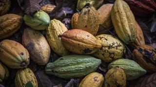 Crisis del cacao golpea a exportadores del principal productor
