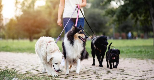 FOTO 5 | 5. Paseador de perros (Foto: iStock)