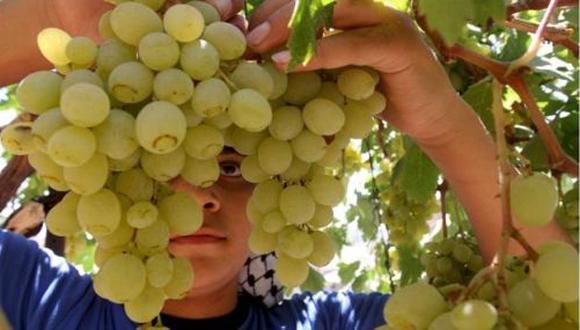 Las uvas de mesa peruana llegan a más de 20 países, Asia es uno de los mercados destino mas fuerte.
