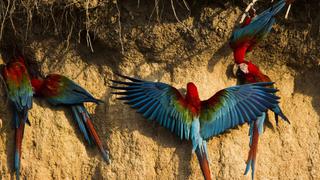 Perú se corona campeón mundial en observación de aves