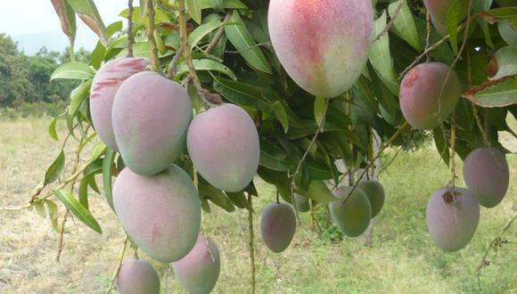El mango es uno de los principales productos exportados. (Foto: Difusión)