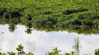 Clima cálido y seco aumenta nerviosismo en golpeado agro de Argentina