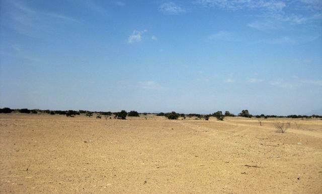 El gerente general del Proyecto Especial Olmos Tinajones (PEOT), Juan Saavedra, estimó que las empresas incorporarán 4,000 hectáreas (ha) nuevas de cultivo en la zona en el 2017. Así, al culminar el año, el referido proyecto de irrigación tendría 19,000 h