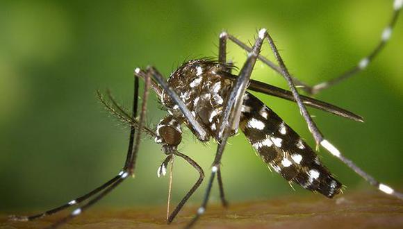 El mosquito Aedes Aegypti es el principal transmisor del dengue (Foto: Pixabay).