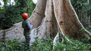 Osinfor prepara el camino para supervisar contratos agroforestales en la Amazonía