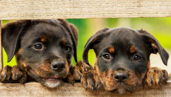 Imagen de dos cachorros de Rottweiler. (Foto: Pixabay)
