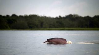 El ADN como rastreador de animales