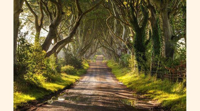 FOTO 3 | El Dark Hedges, en Irlanda, escenario de juego de Tronos.