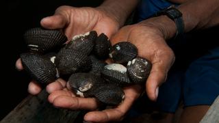 Produce: Veda de conchas negras inicia hoy ¿hasta cuándo será?