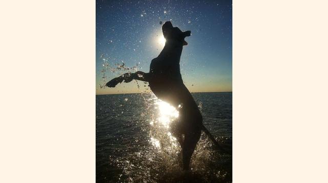 Mención de honor en la categoría animales asombrosos: Jennifer Jayne Evans Koumbatis, Países Bajos. Edad: 10.(foto: 2016 National Geographic International Photography Contest for Kids).