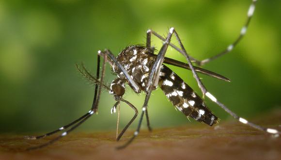 El zancudo Aedes aegypt es el que transmite el dengue. (Foto: Pixabay)