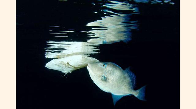En el Pacífico Norte, los peces ingieren de 12.000 a 24.000 toneladas de plástico cada año.