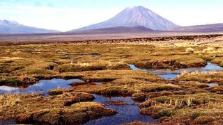 Degradación de pastizales por cambio climático genera millonarias pérdidas a comunidades