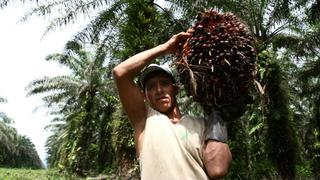 Prohibir aceite de palma no evita la pérdida de biodiversidad, dice estudio